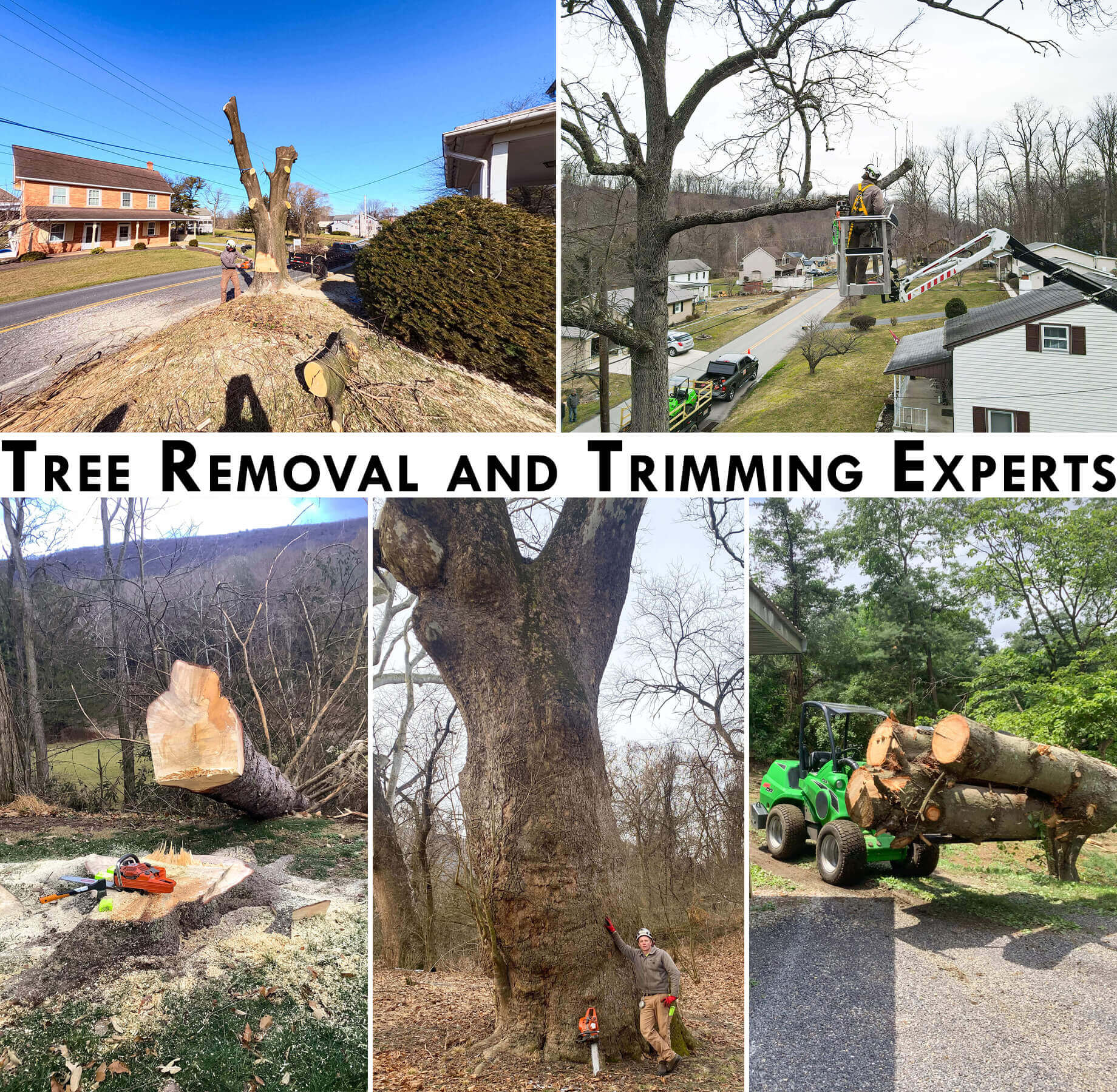 Tipping Tree Removal Services