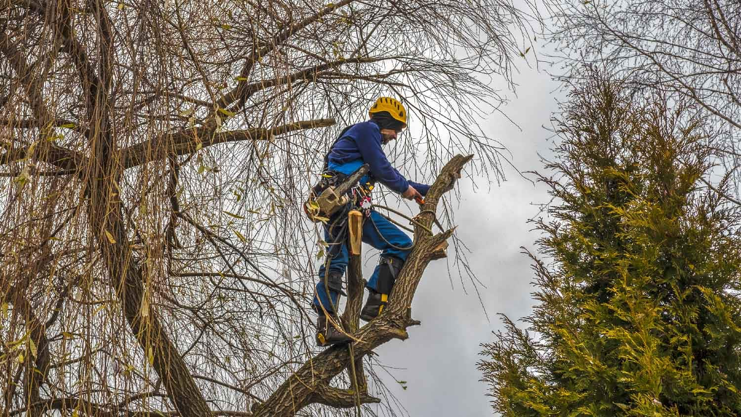 You Tip Tree Trimmers