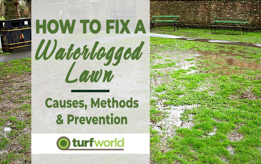 Managing Waterlogged Lawn